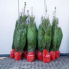 Picea Abies kerstboom 175-200 cm