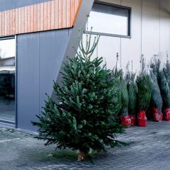 Nordmann kerstboom 175-215 cm
