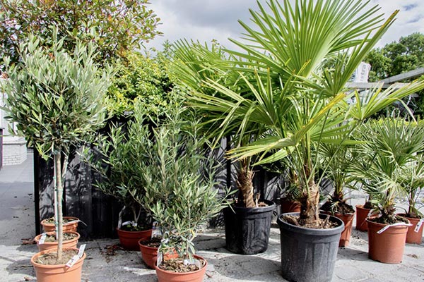 Palmbomen actie: breng je tuin in tropische sferen met palmbomen.
